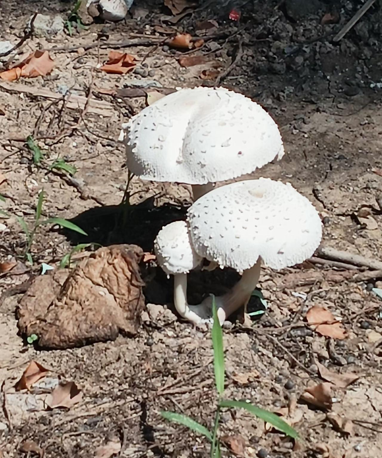 小区里～大树下看到的野蘑菇～有毒吗？[捂脸]