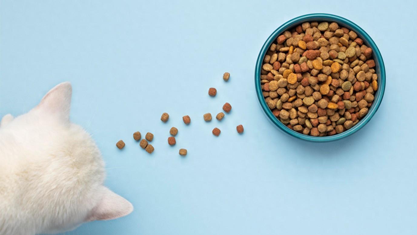 乖宝宠物的造富盛宴：高管集体涨薪超100%，原始股东频频减持