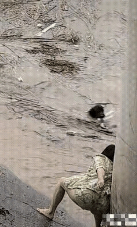 湖南张家界女子洪水救狗，人民日报点赞