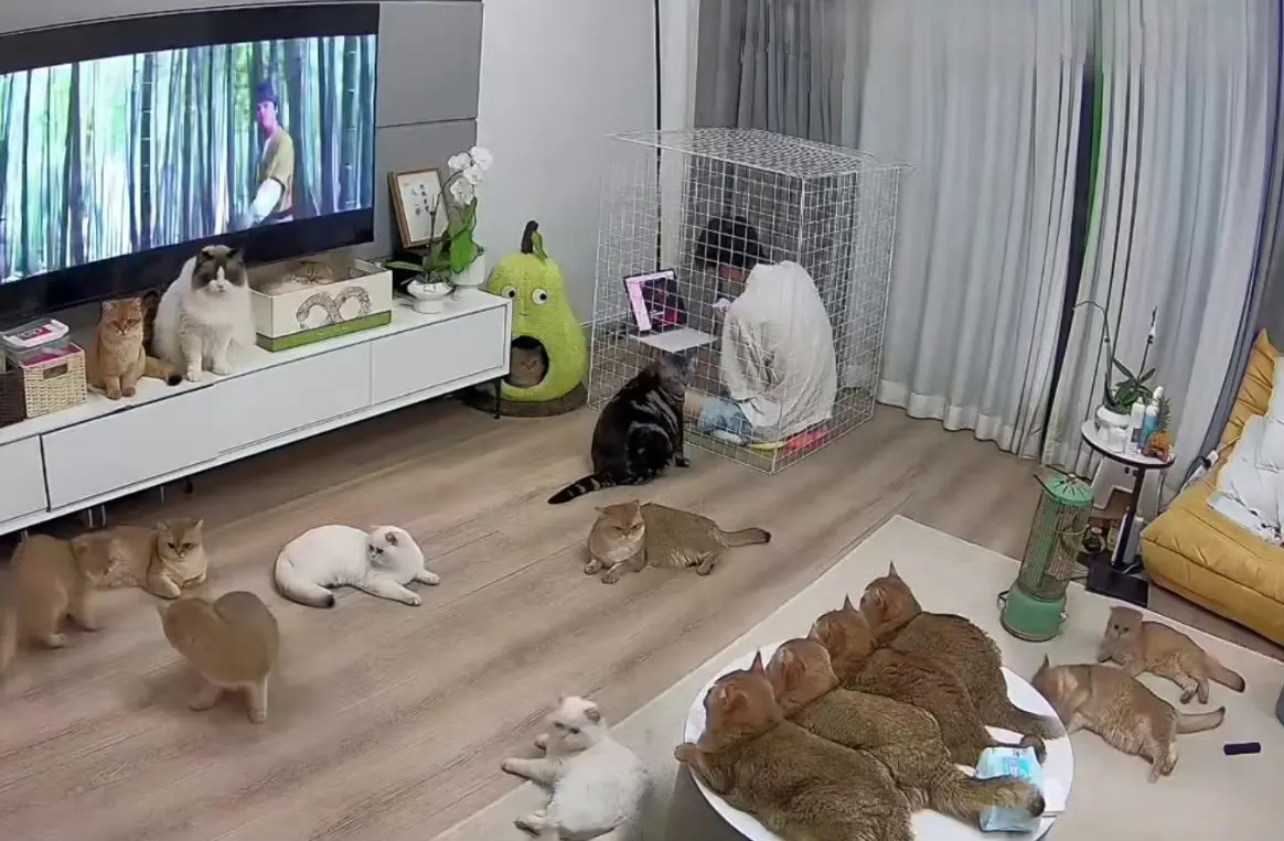 家里猫太多了，只能在笼子里工作