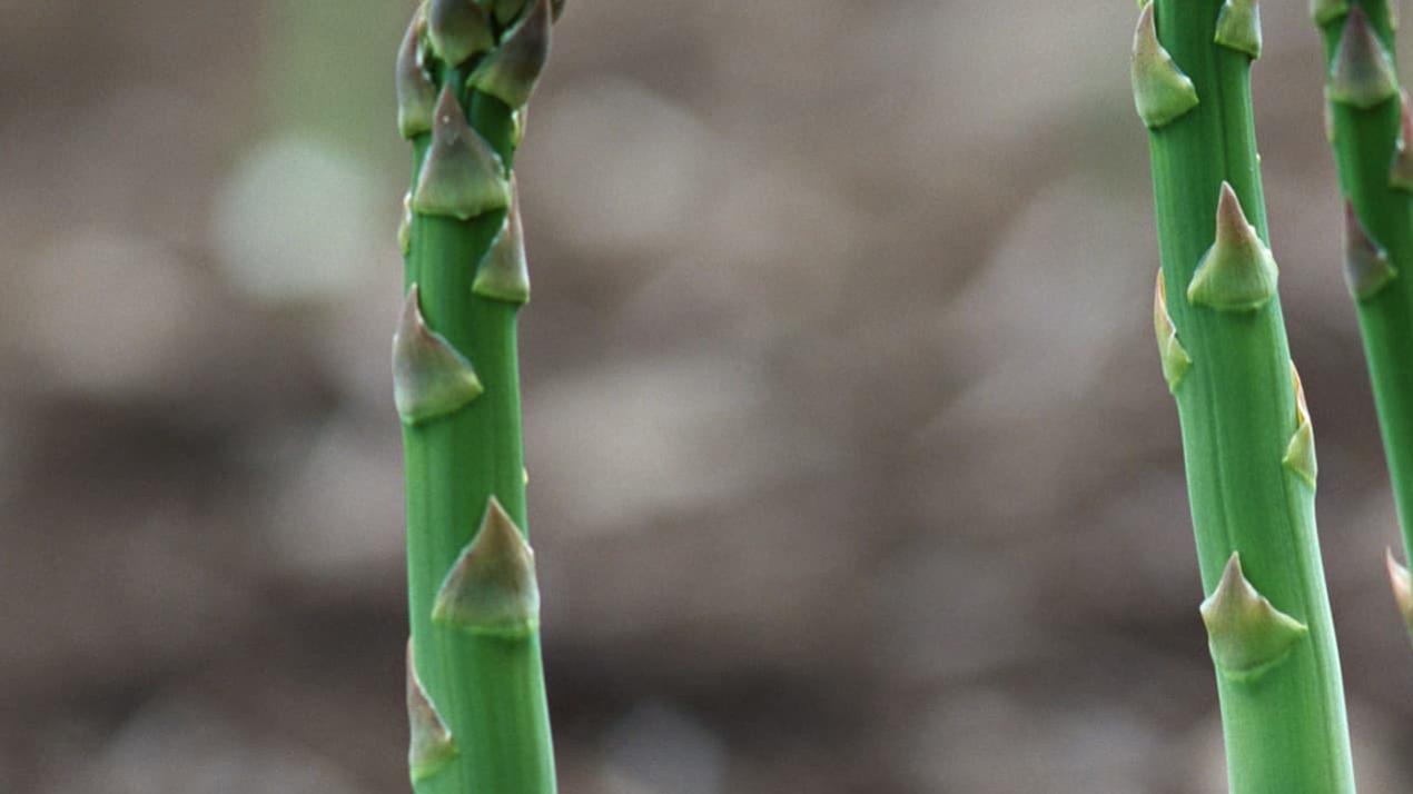 7天大葱葱白美，病虫要早防，河北张家口，大葱坝上之味