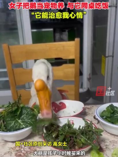 “这就是自产自销吗？”山东临沂一女子养了只宠物鹅总是形影不离地跟着她。于是今年3