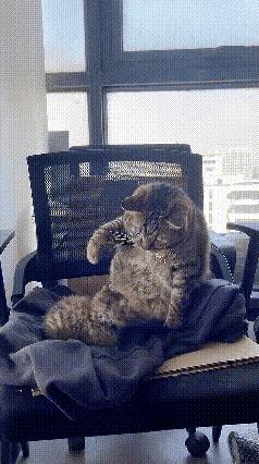 猫咪你倒是打呀，可就是下不去手。用力打呀，就是舍不得！小猫咪那呆萌的模样，看得我