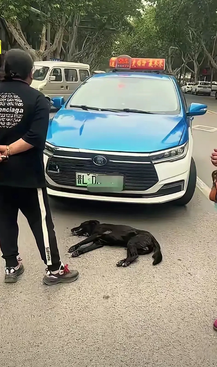 出租车撞死狗，该如何赔偿。

这个图片是山西一个地方的出租车，停在路上，车前面躺