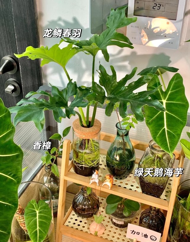 发现了很适合懒人、新手养的办公室绿植