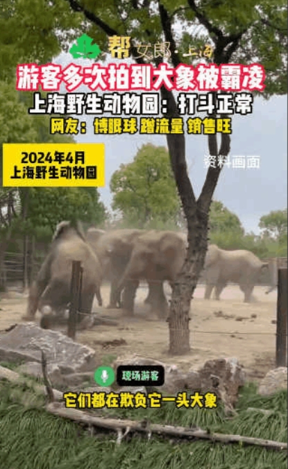 “太惨了！”上海野生动物园，一只大象身形消瘦、皮肤干瘪，长达3年被象群霸凌欺负，