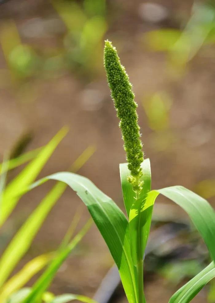 今天是农历六月初六，记得评剧电影《花为媒》阮妈妈有一句唱词:
春季里开花十四五六