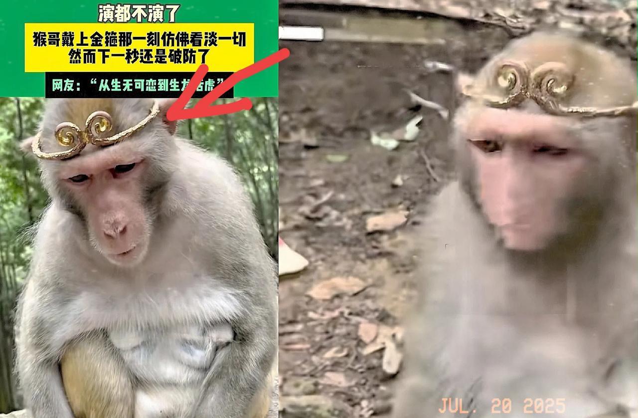 “彻底解释不清了！”
贵州，一男子拿了一个金箍给猴子戴在了头上，他想试试这只猴子