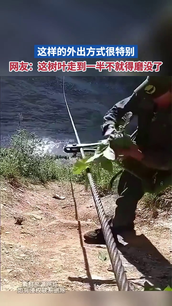 这样的外出方式很特别网友这树叶走到一半不就得磨没了