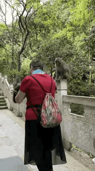 猴子打游客怎么反击。