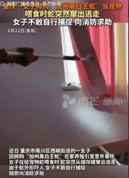 “这妹子是狠人！”重庆，一妹子觉得生活孤单，就想养个宠物，没想到，她没买猫，也没