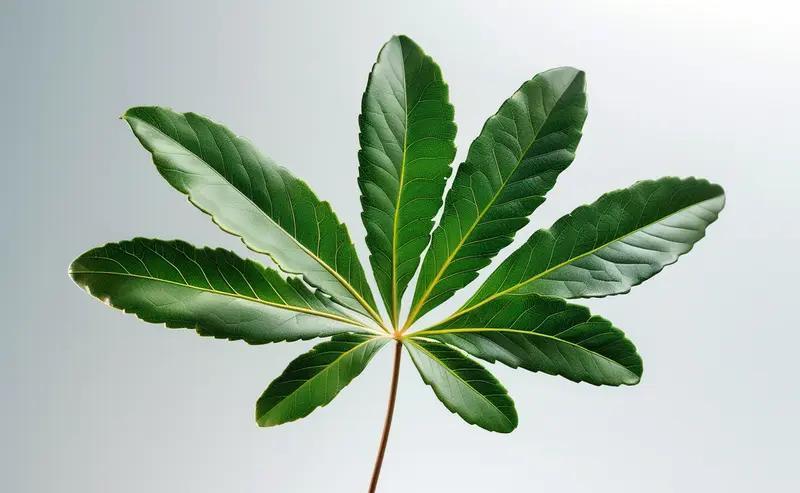 崖柏叶续命200年？秦宫“毛女”的深山奇谭
葛洪《抱朴子》载：秦末宫女避战乱逃入