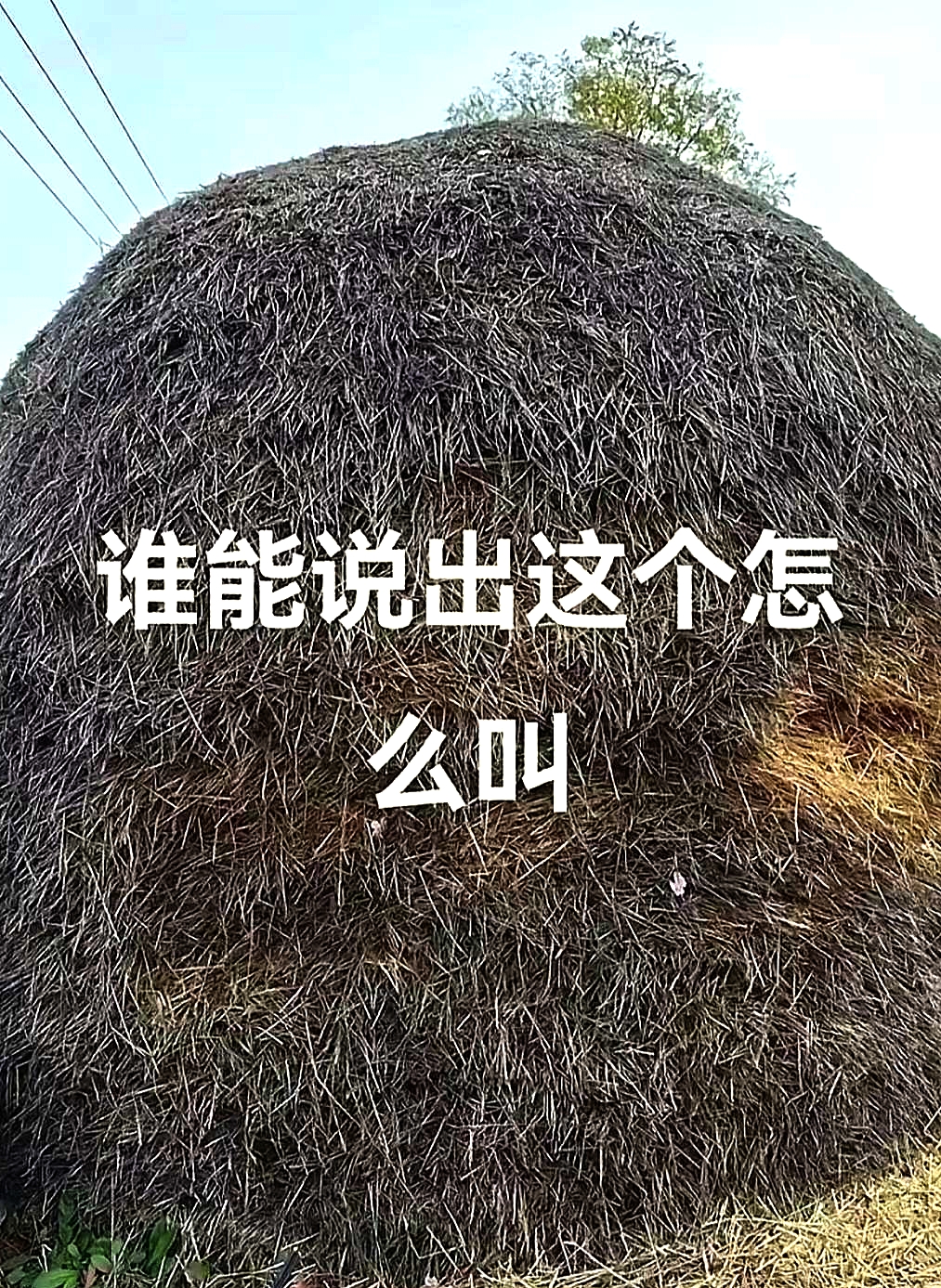 现在这个东西已经灭绝了，我们老家原来叫什么？