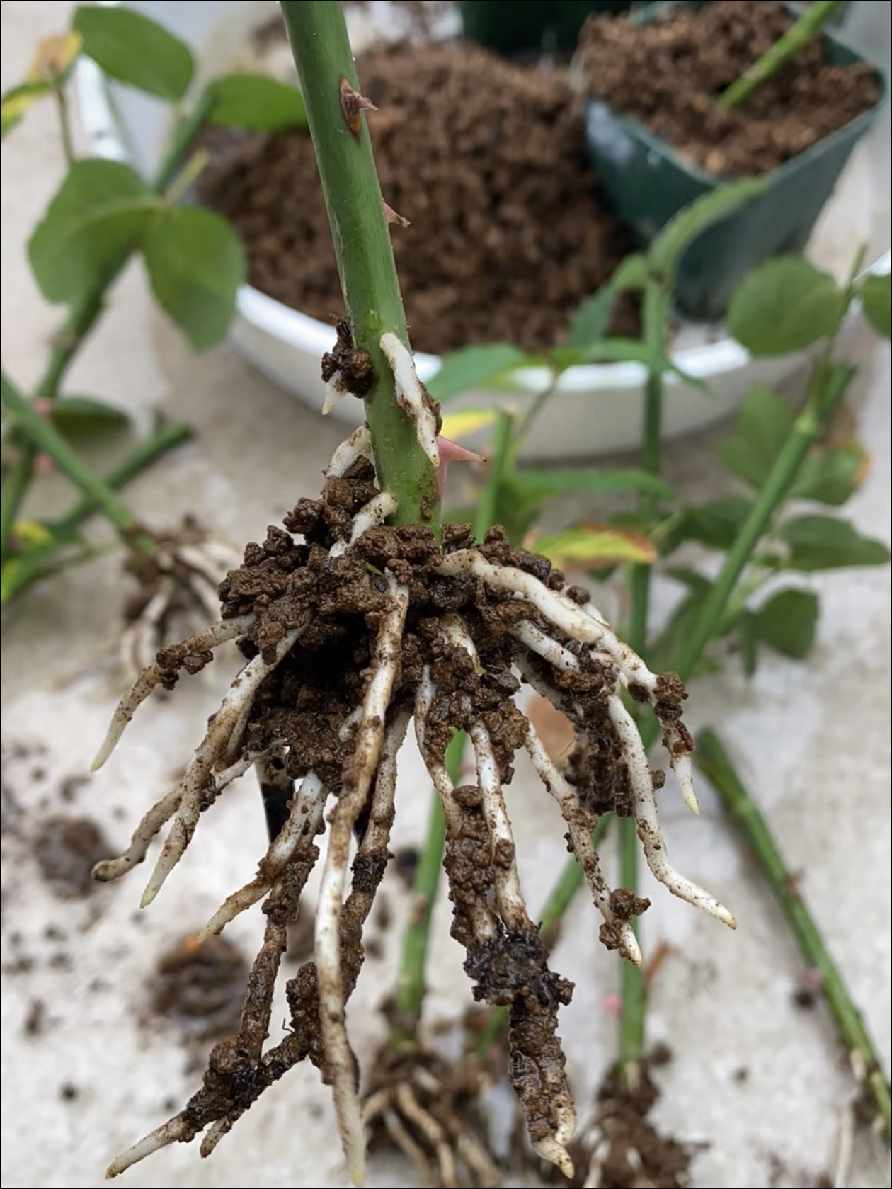 这样的环境，最适合扦插！