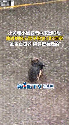 “好人肯定有好报！”湖北，一男子暴雨中开车遇到大石头，离近一看才发现是两只可怜的