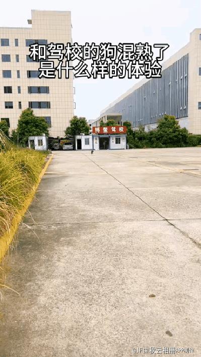 狗：你没来的时候我以为人只能活两个月呢