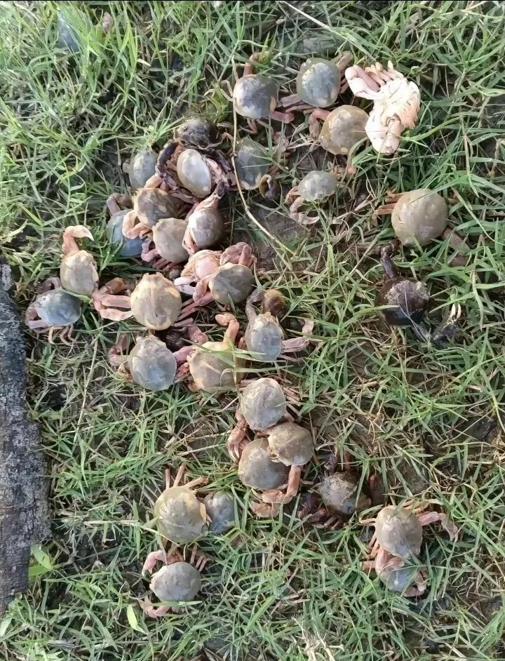 大家见过这种东西吗？知道它叫什么吗？
这可是渤海湾的特产，我们叫它铁头蹦子，也叫