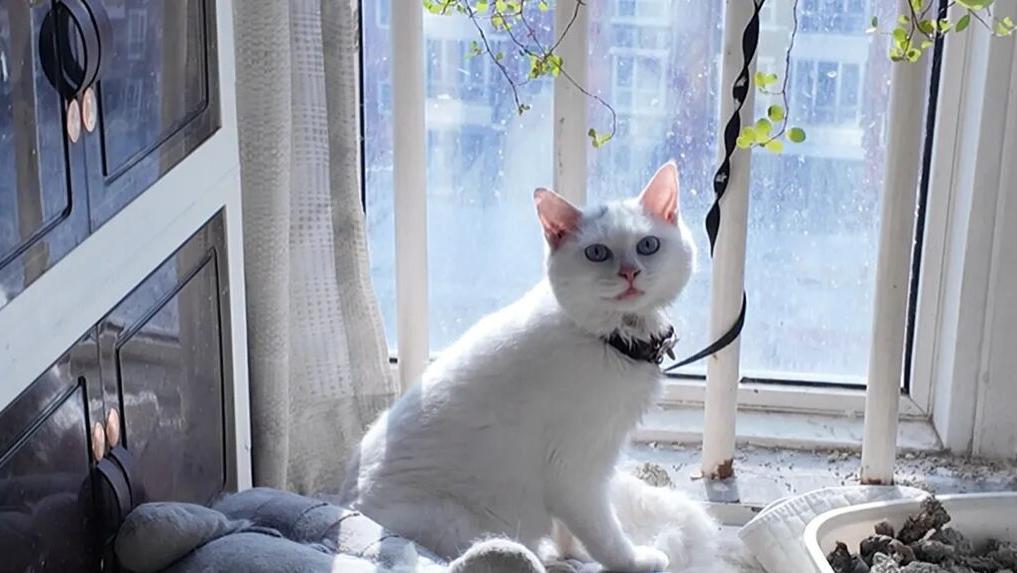 “穿金戴银”却称无钱可还？法官上门执行揭真相