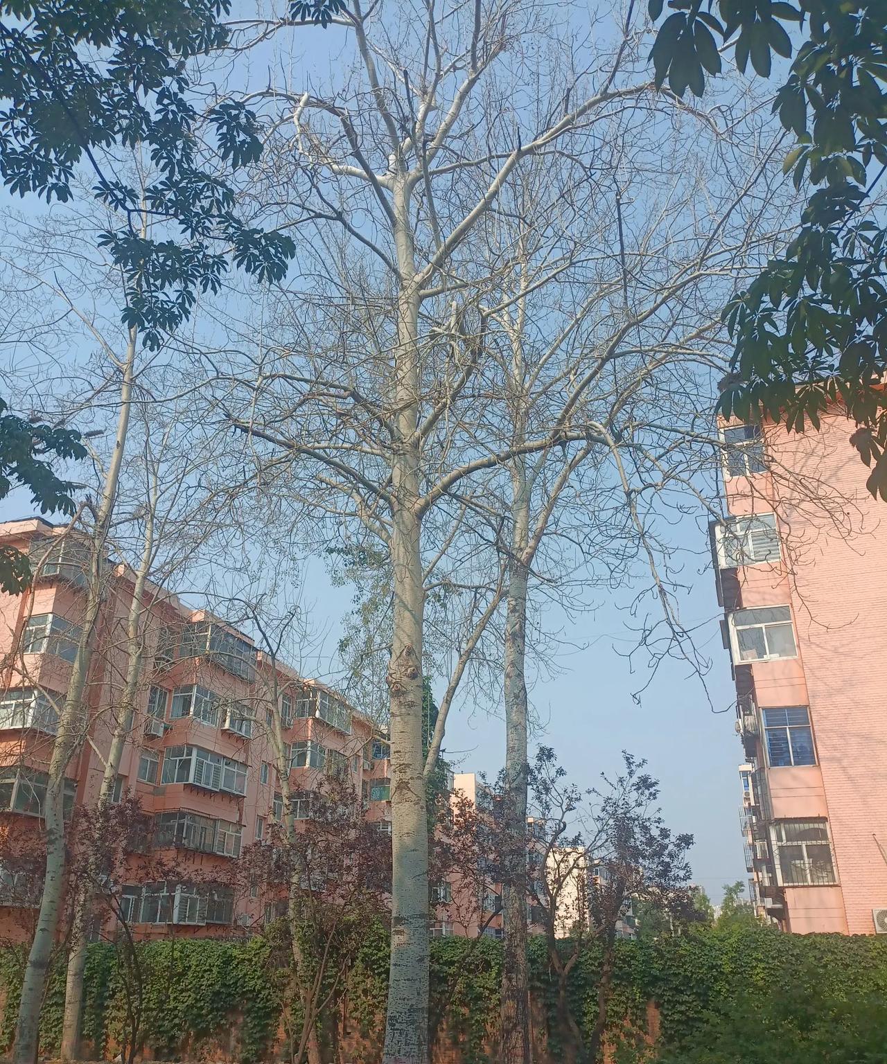 这四五十米高的大杨树，被消灭了。每年春天到处漂的白絮，跟不上环保和城市文明发展的