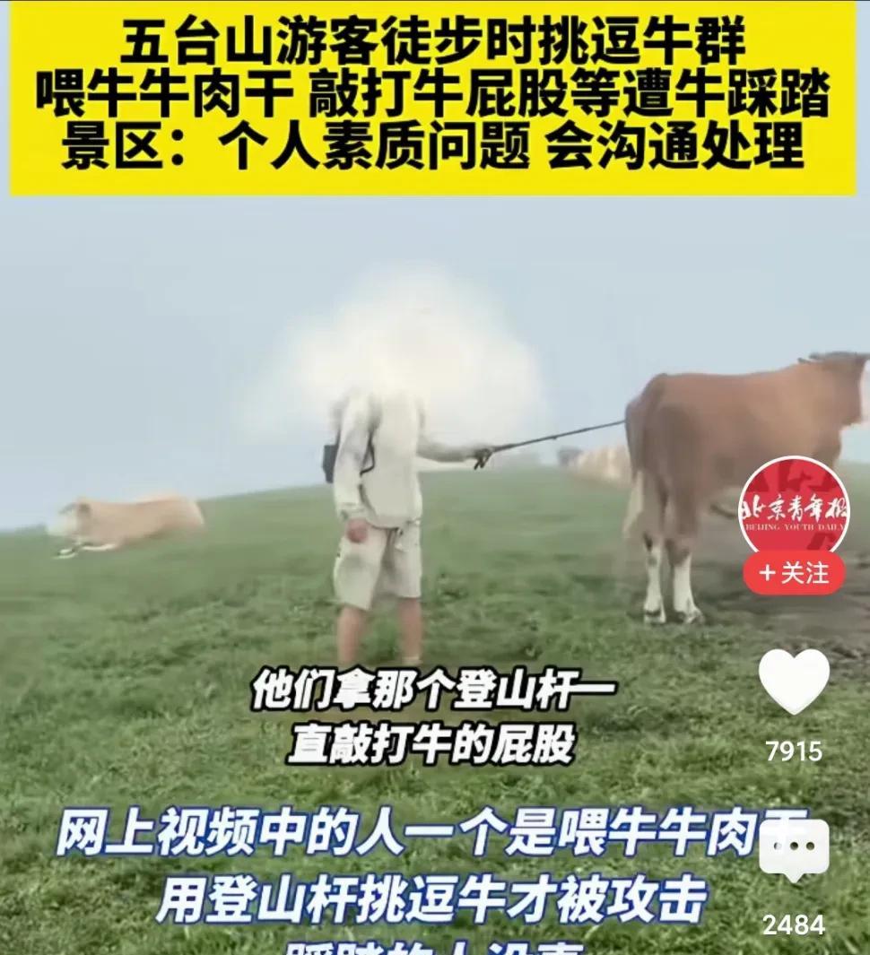 游客拿登山杖戳牛屁股，骑牛，给牛吃牛肉干，结果被牛群殴。
这可真是天道好轮回，苍
