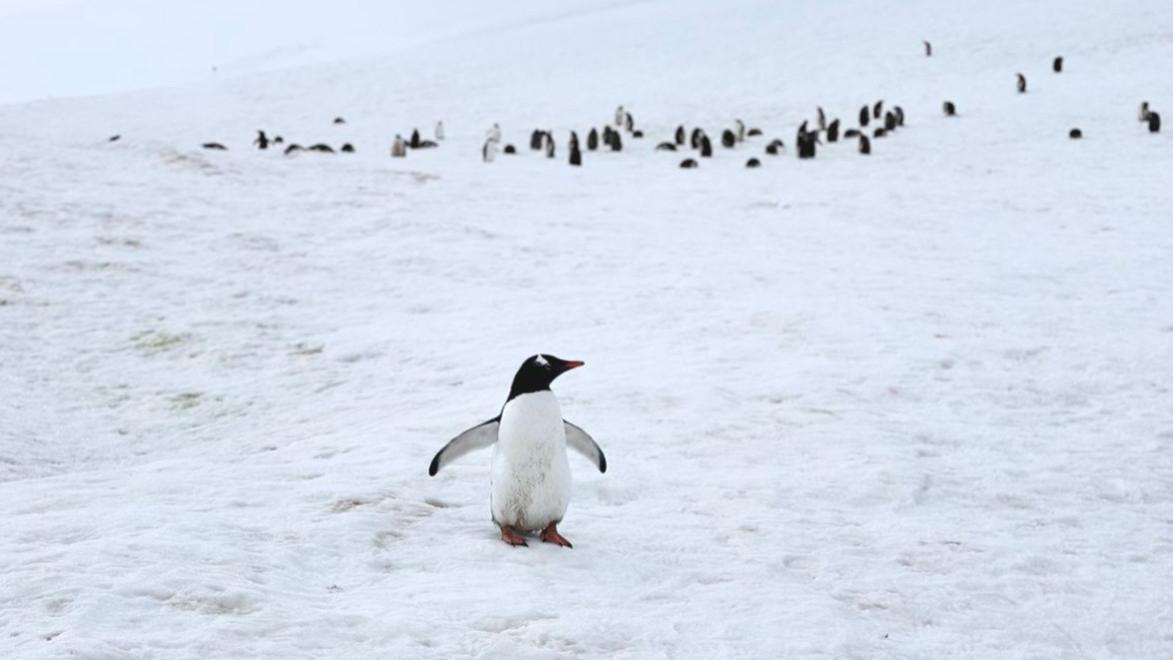 🐧南极过春节！冰原奇遇+布宜年味✨ 朝闻旅行 I 春节