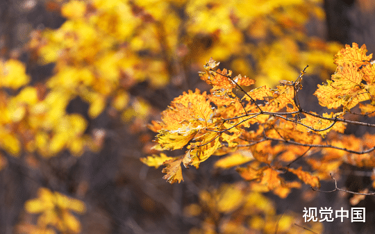 老板不允许员工上班时间看手机我就不看，反正急的不是我