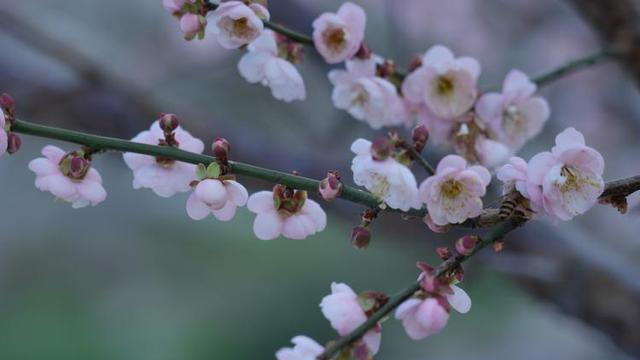 婆婆生病，我让老公找小姑子，老公：这么多年了，你咋还放不下