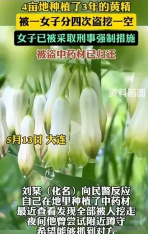 太胆大了吧！5月13日，大连一男子家中4亩地的黄精，已经有三年药龄，能卖个好价钱