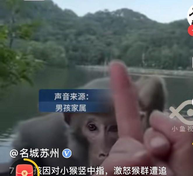 猴子成精了！贵州贵阳，七岁男孩景区游玩时对一只小猴竖起了中指，没想到猴子居然大怒