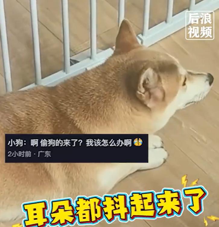 【#工人悬空擦窗屋内小狗被吓瑟瑟发抖#】9月27日，吉林。擦窗工人在居民楼外悬空