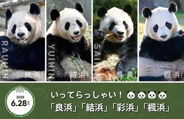 日本宣布：将在6月28日，归还中国大熊猫！2025年5月23日，日本发布这么一条