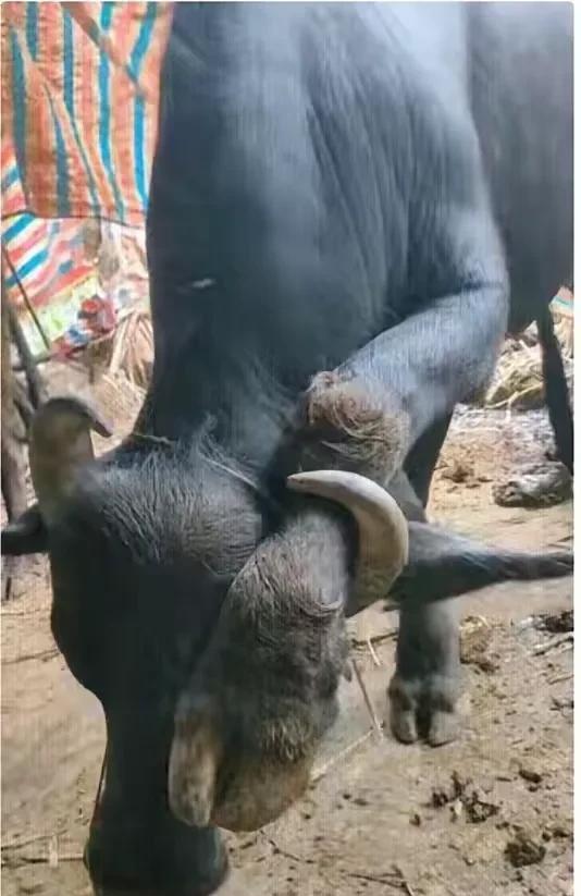 自作自受，看你牛不牛！