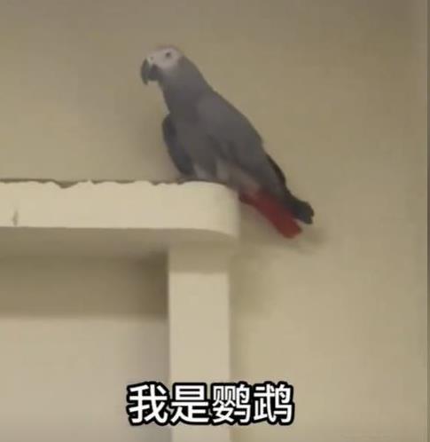视频里，这只聪明的鸟儿站在特制的训练台上，爪子稳稳抓着横杆，小脑袋随着说话节奏一