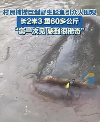 “大开眼界！”5月12日，新疆伊犁，一村民在河中捕捞到一条巨型野生鲶鱼，长达2.