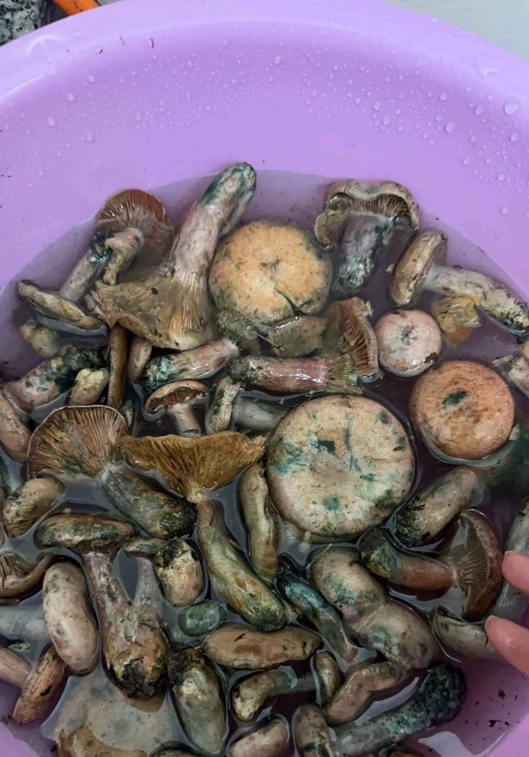 昨儿二舅从乡下寄来一筐雨后采的鲜蘑菇，千叮万嘱说绝对安全让我放心吃，可这颜色瞧着