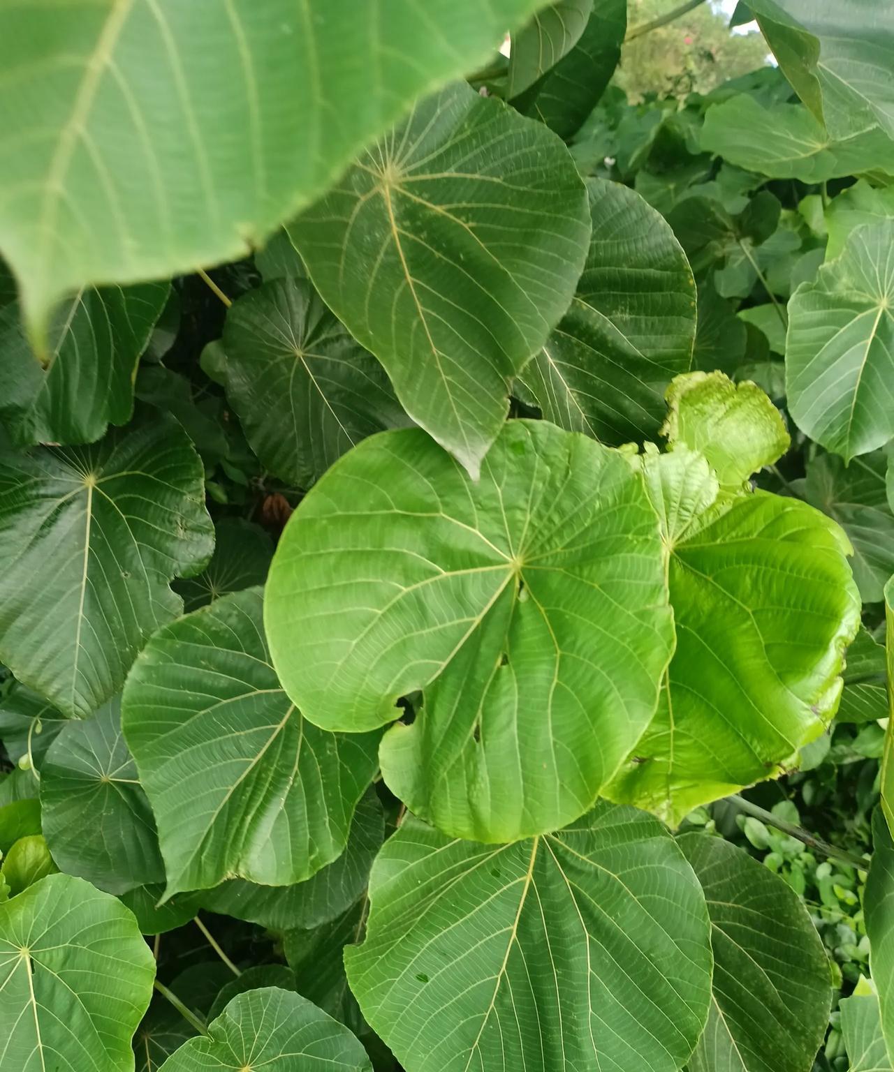 菜油炸过一次东西后
究竟倒掉不倒掉了
我和妻子都举棋不定
今天有客
酥了肉  炸