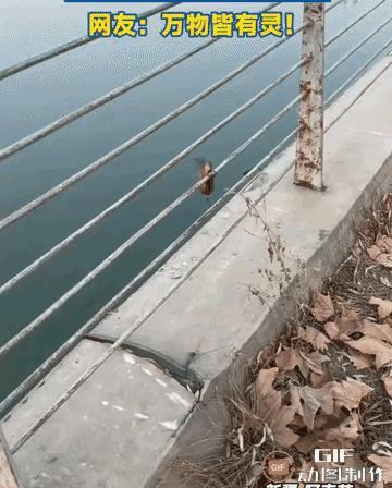 一开始，小鸟吓懵了，扑腾着小翅膀疯狂挣扎，毕竟突然被人类抓住，肯定以为自己要遭殃