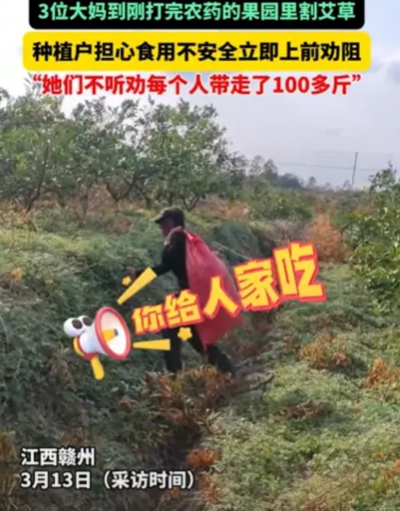 “良心都不要了！”江西赣州，3位大妈来到一片果园，偷偷摸摸蹲在树下，本以为是偷水
