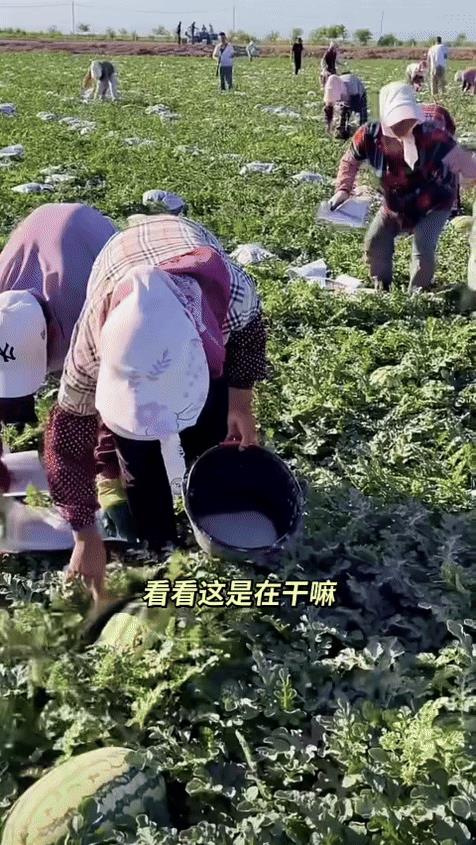 不懂就问，现在种西瓜，咋还多了一道程序，上面涂抹的都是啥？可别说以前也这样，我是