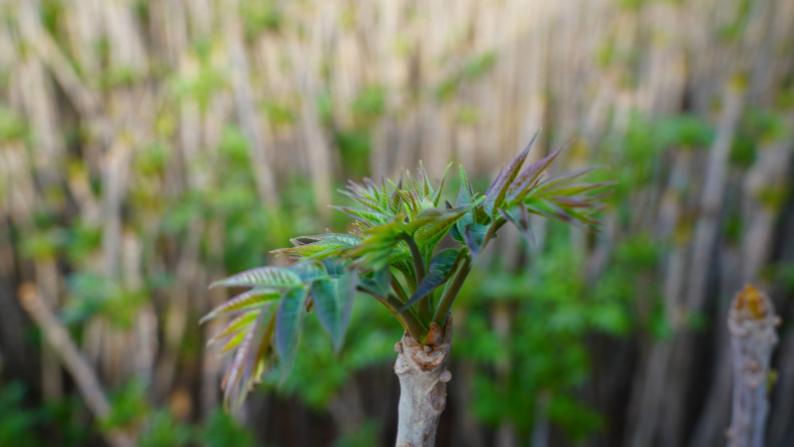 新春走基层 | 山里香椿新鲜入市