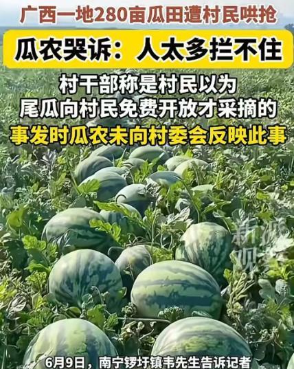 “广西南宁这次太丢人了！”南宁，一瓜园遭村民冲入哄抢西瓜，水管被压断，梯子被压断