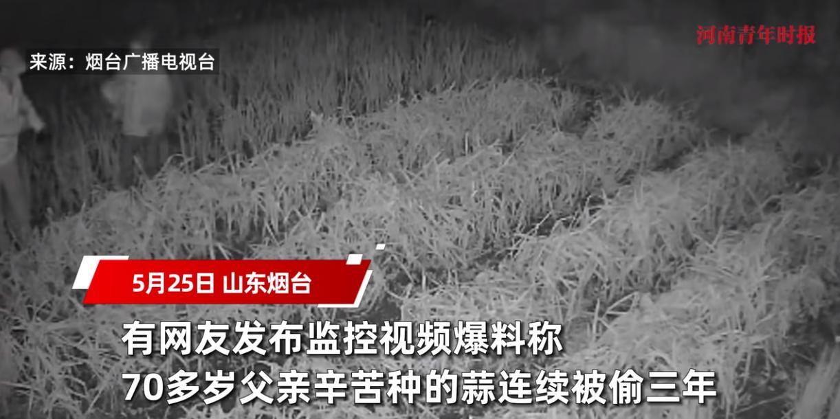 “太缺德了！”山东烟台，一位七旬大爷带病种了一点大蒜，本打算留着自己家里人吃，可