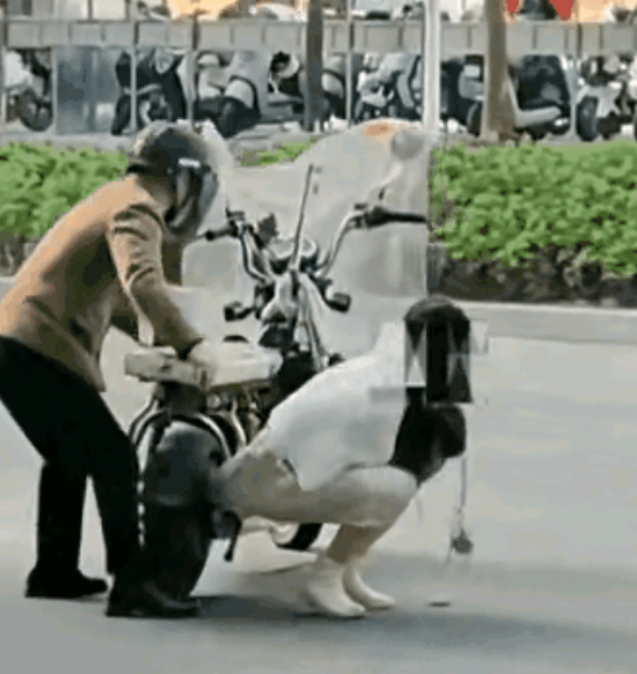 女子骑电车时，裙摆不幸绞入车中，瞬间陷入尴尬境地。她站不起来，也蹲不下去，裙摆仿