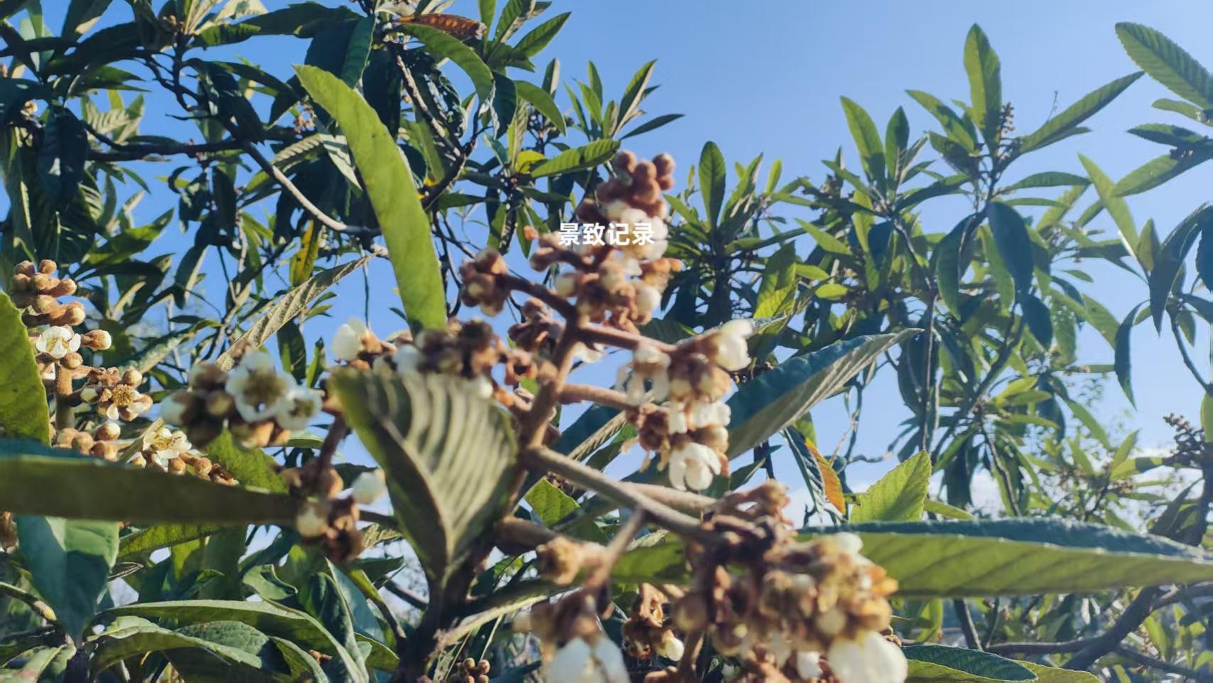 景致记录：在美俄亥俄河域，狄更斯眼见壮丽巨树，可怖地自消自灭