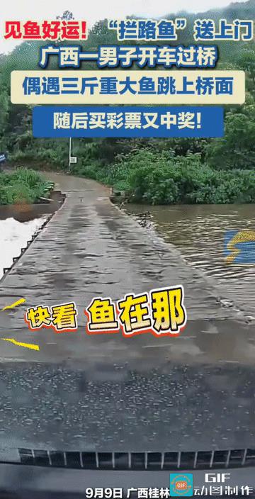 “运气来了挡都挡不住！”广西桂林，一男子驾车过桥时，有条3斤重的大鱼主动跳到车前