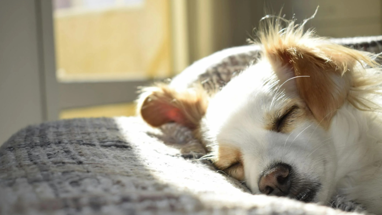 毒杀9只邻家宠物狗判4年，追问：毛孩子的命，法律如何定价？北京男子小区投毒致9只宠物犬死亡，获刑4年