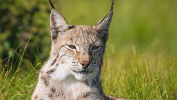 河南农民救下受伤猞猁, 2年后遭成年野狼袭击, 猞猁赶来大战野狼