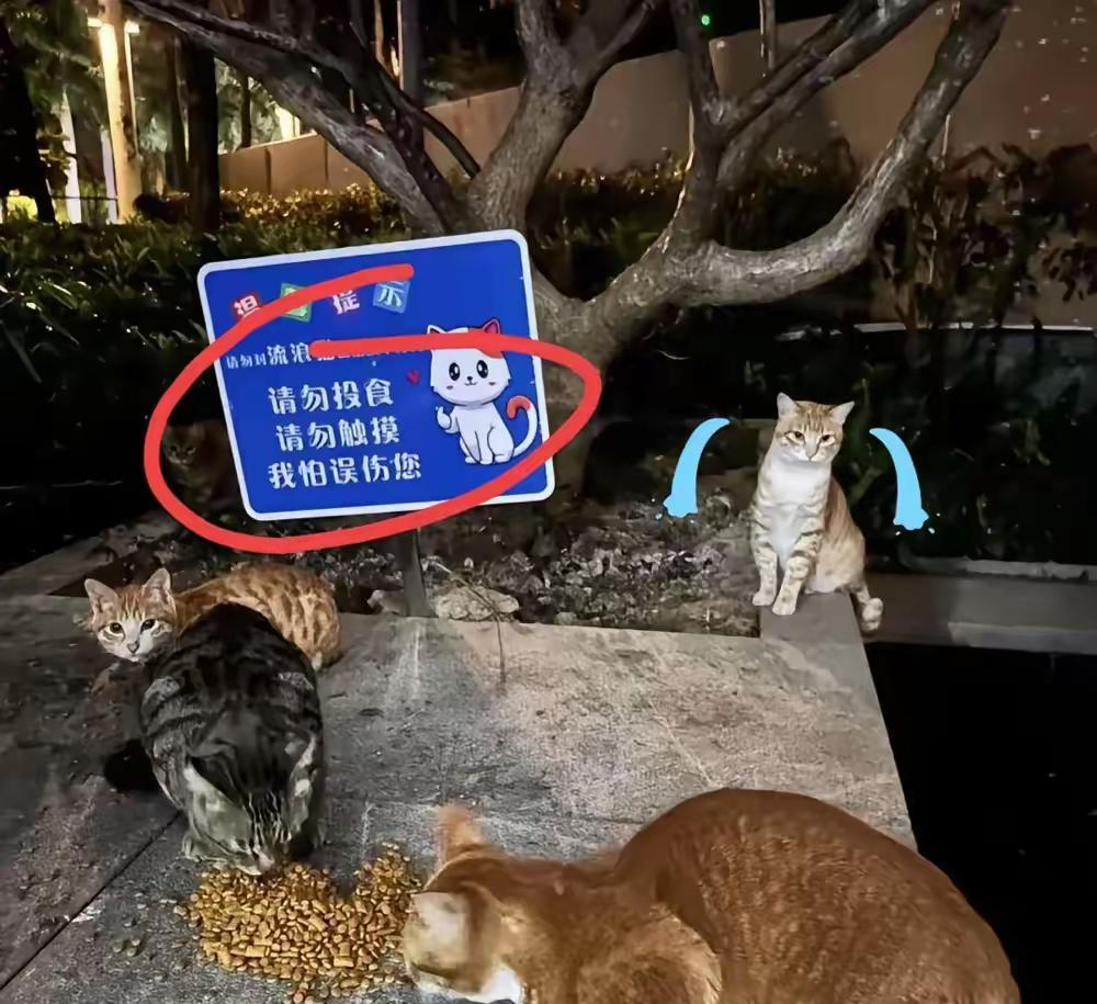 流浪猫终于等来翻身日，
活该它们赢！
从被驱赶到被供成保安，只差三亚事件一条蛇的
