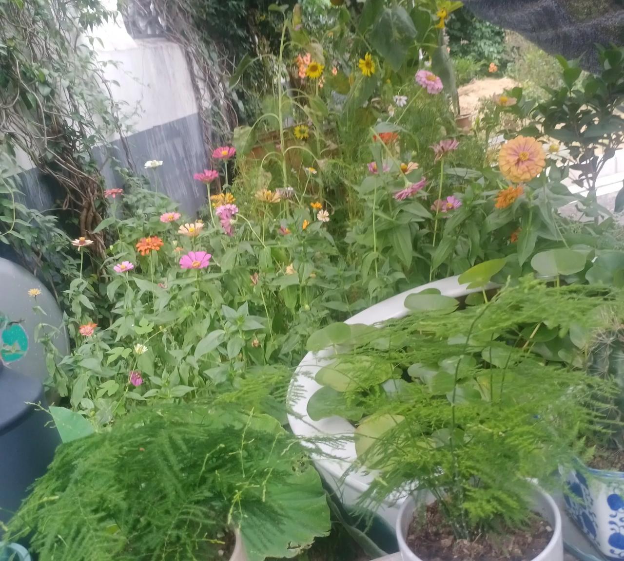 还是菲律宾人自己说出了大实话，“与美国打交道，菲律宾得到了惨痛的代价”。但是菲政