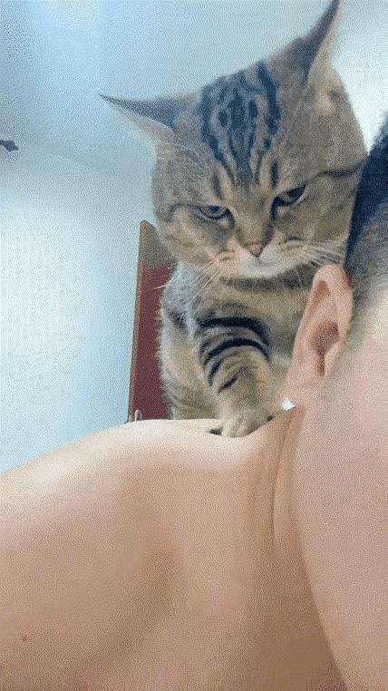 男子下班后感到很疲惫，看到家里的猫咪每天吃了睡，睡了吃什么也不做，越想越来气。打
